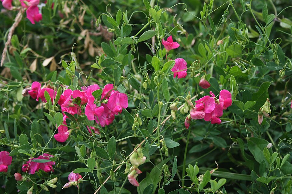 Lathyrus tuberosus (alternate view 12)