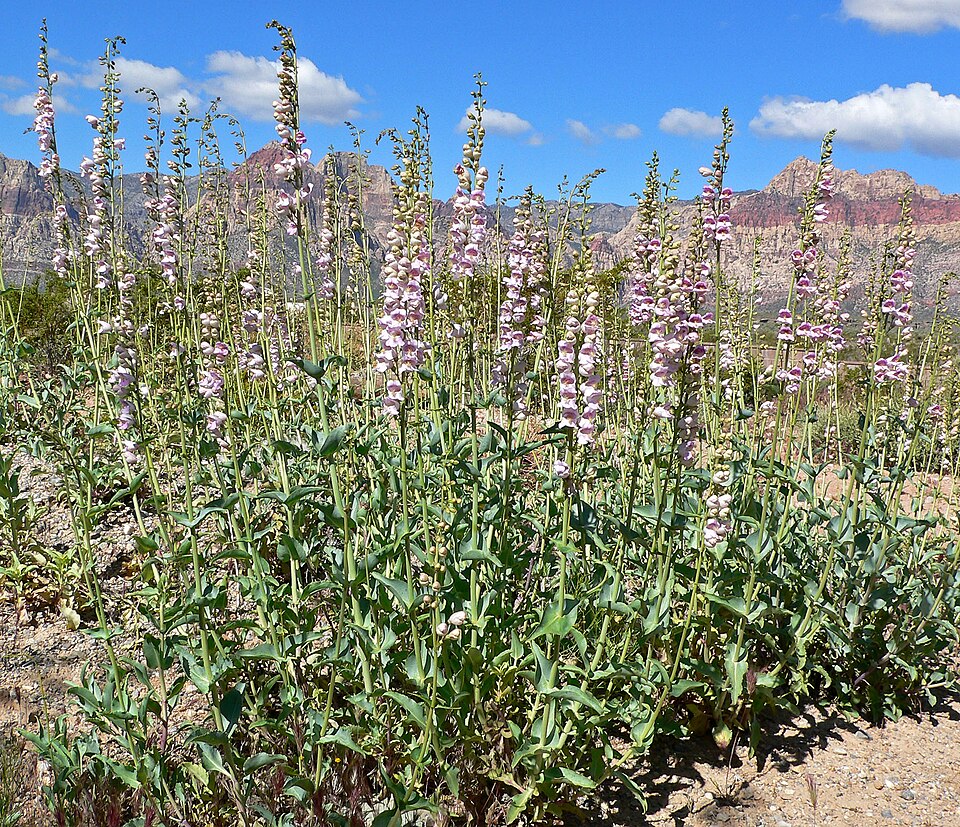 Penstemon palmeri (Palmer's penstemon)