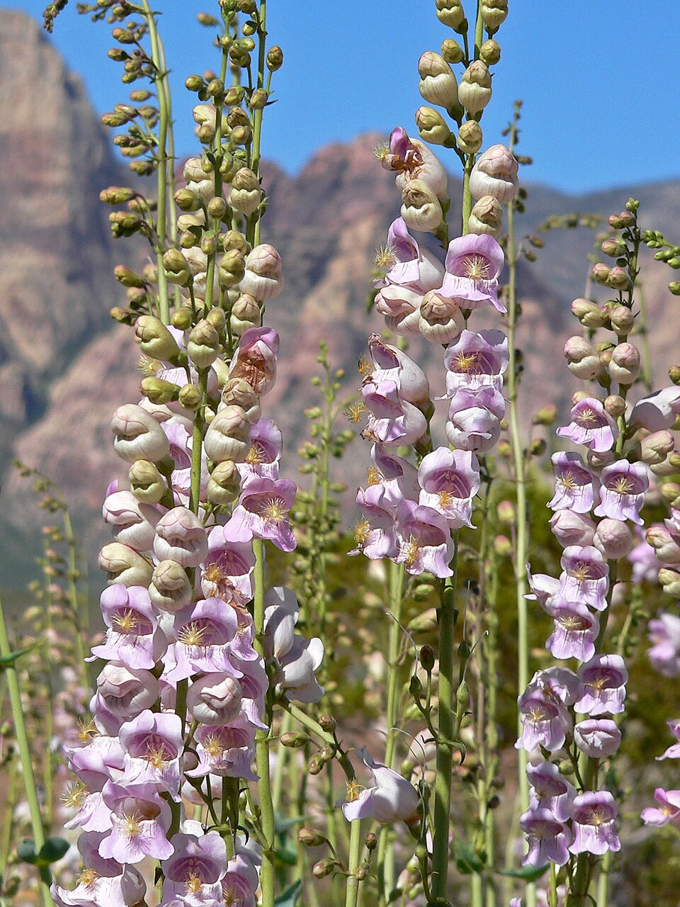 Penstemon palmeri (Palmer's penstemon) (alternate view 2)