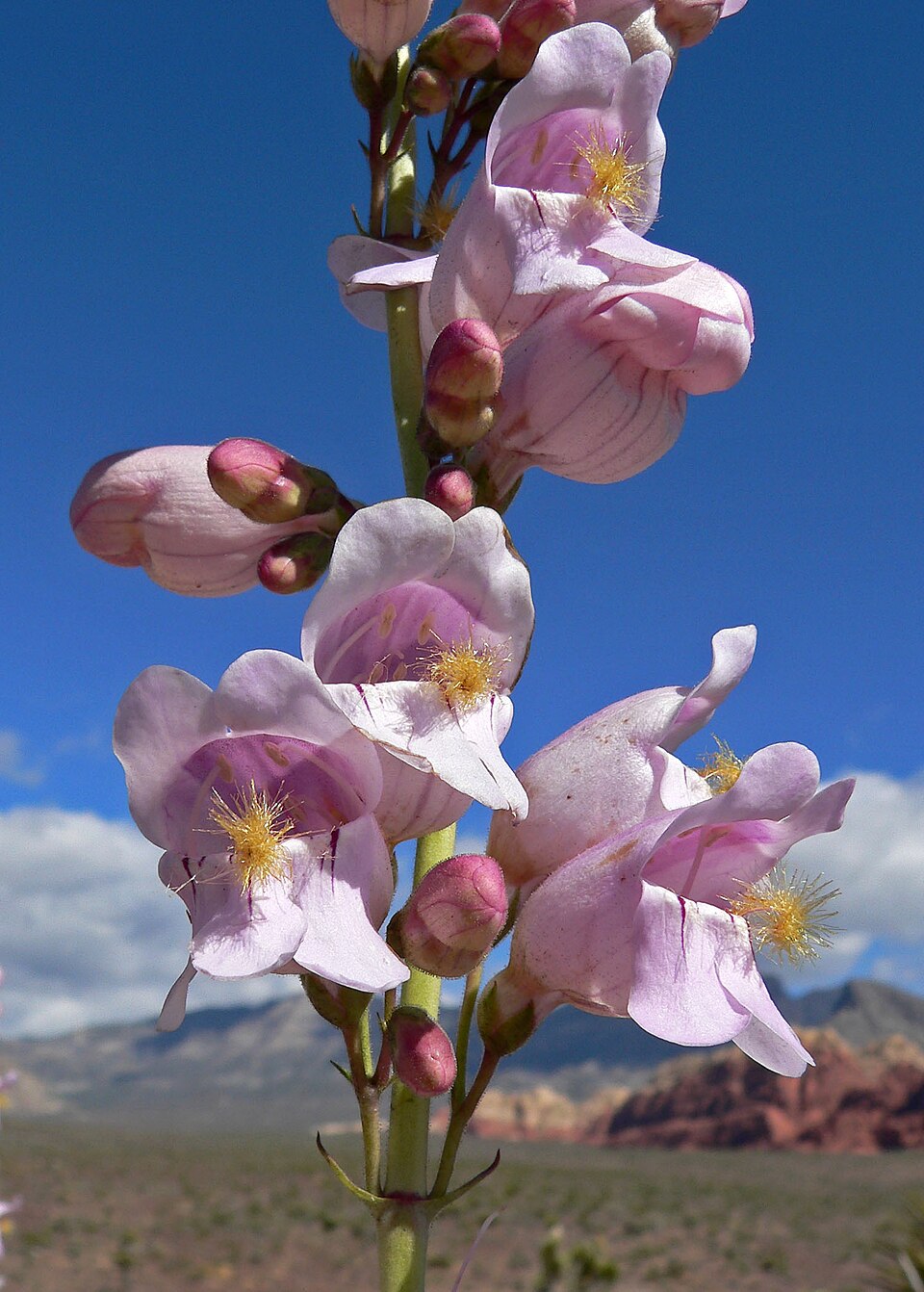 Penstemon palmeri (Palmer's penstemon) (alternate view 3)