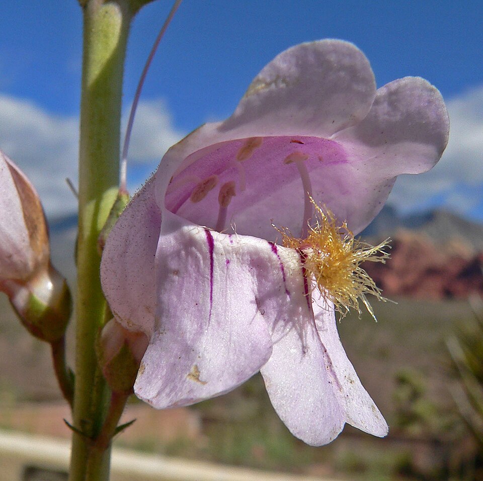 Penstemon palmeri (Palmer's penstemon) (alternate view 4)