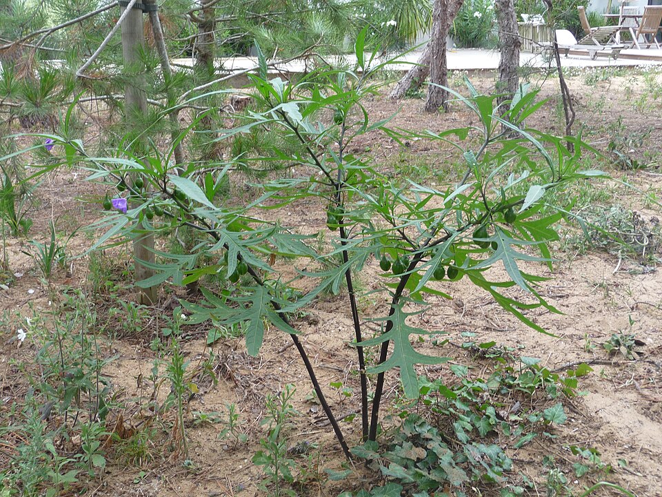 Solanum aviculare (New Zealand nightshade) (alternate view 10)