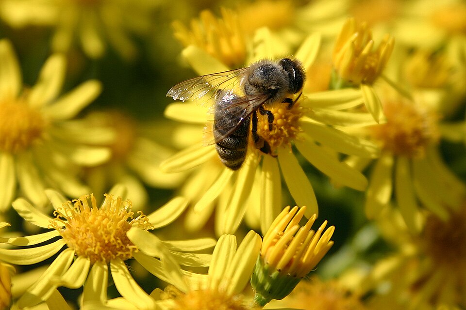 Jacobaea erucifolia (Hoary Ragwort)
