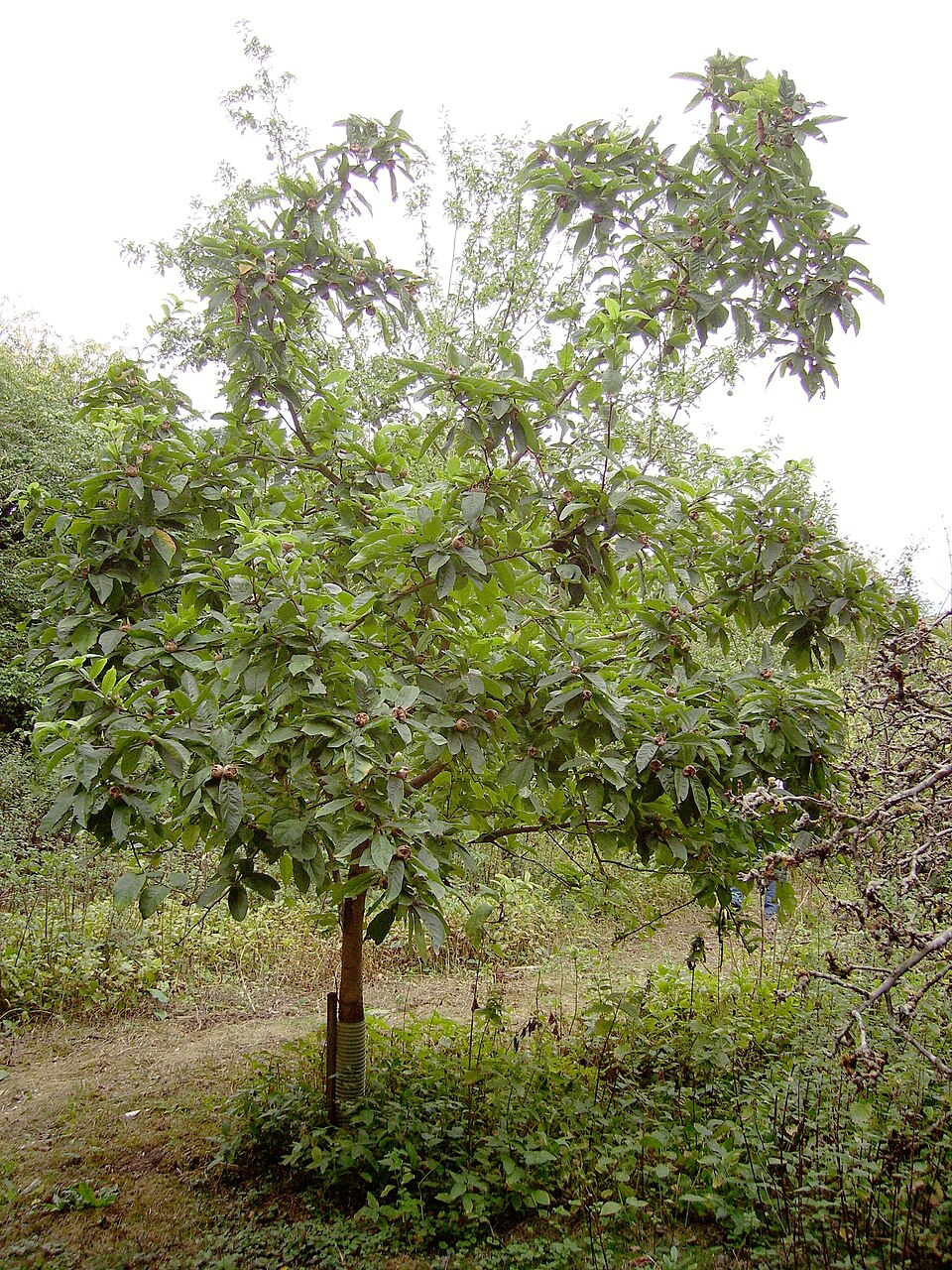 Crataegus germanica (Medlar)