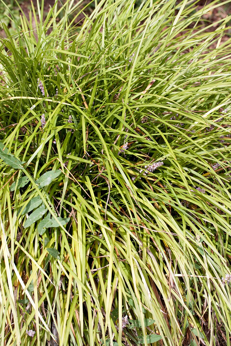 Liriope spicata (Creeping Lilyturf) (alternate view 6)
