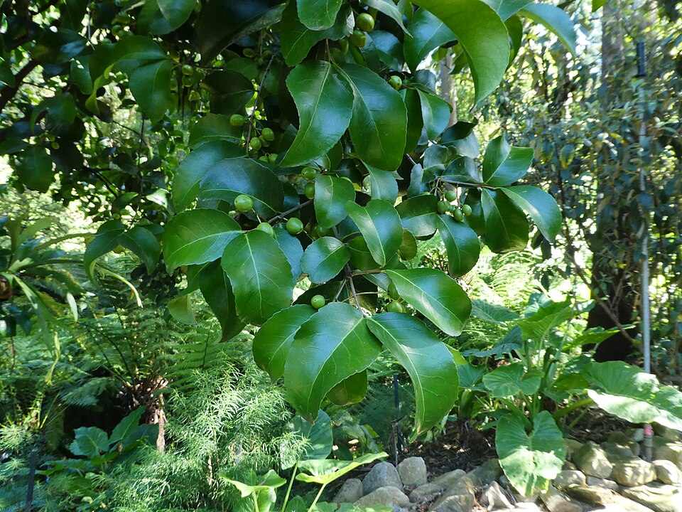Elaeodendron australe (Red-fruited Olive Plum) (alternate view 5)