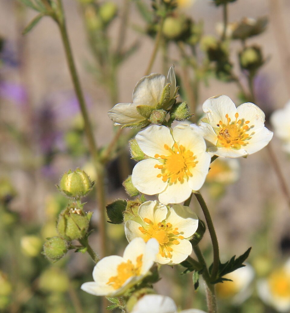Drymocallis glandulosa (Sticky Cinquefoil) (alternate view 10)