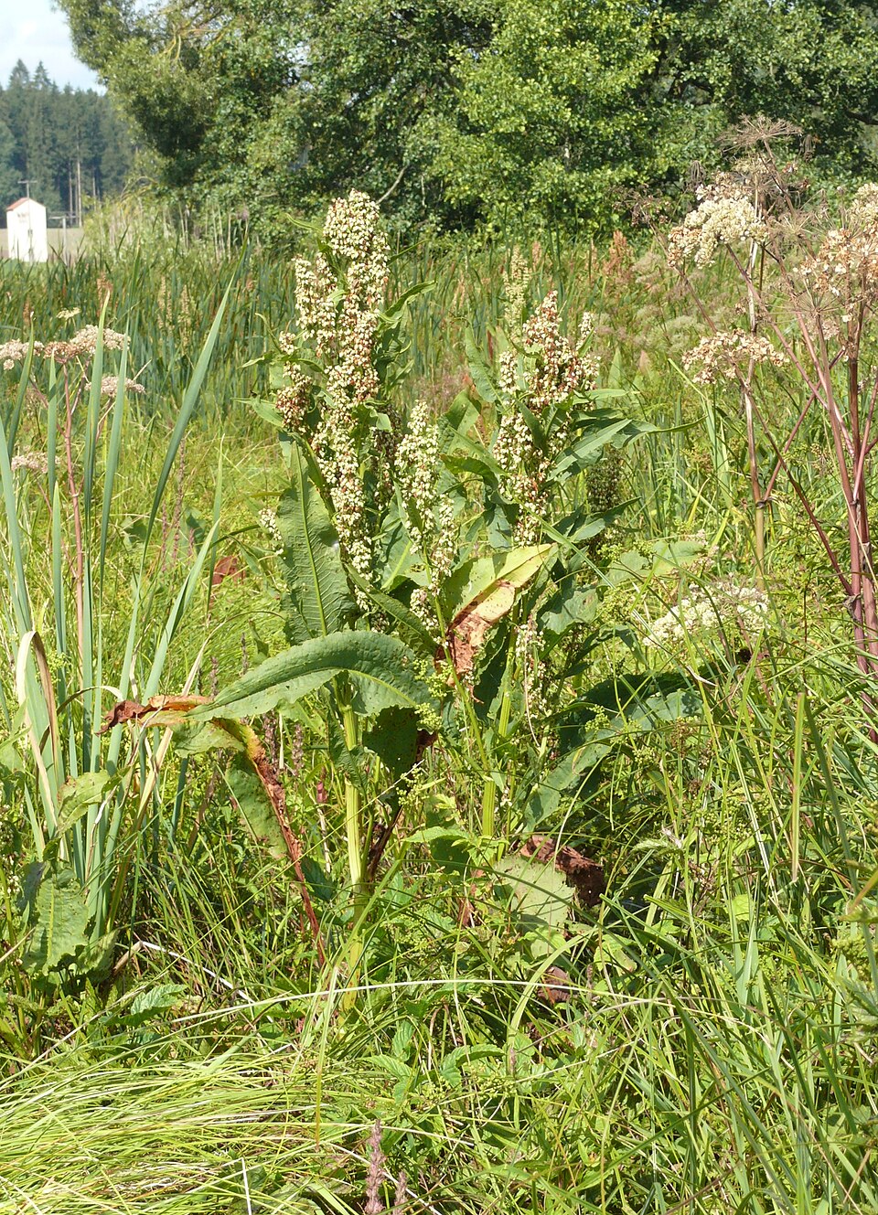 Rumex hydrolapathum (Water Dock)