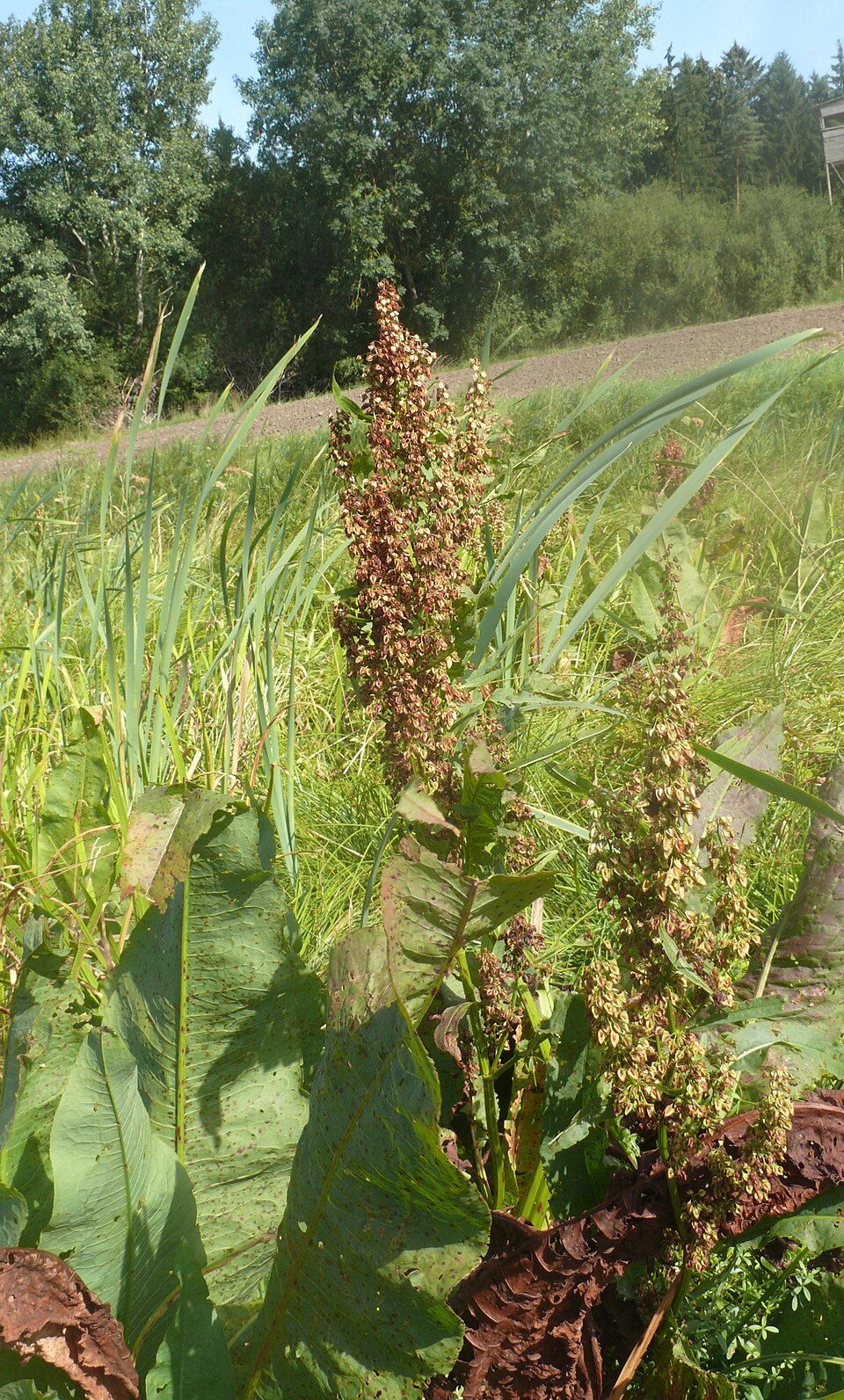 Rumex hydrolapathum (Water Dock)