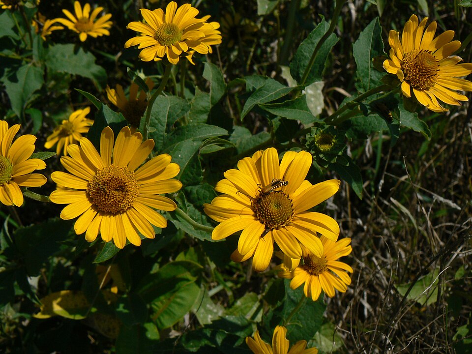 Helianthus grosseserratus (sawtooth sunflower) (alternate view 8)