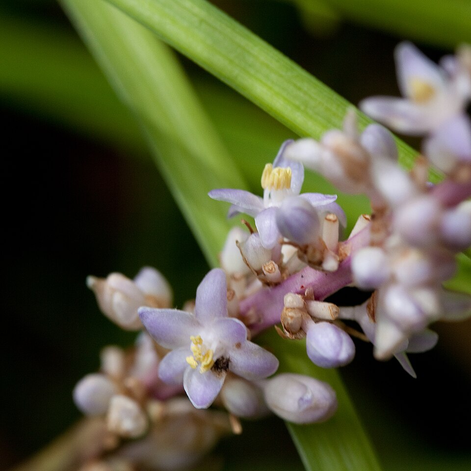 Liriope spicata (Creeping Lilyturf) (alternate view 7)