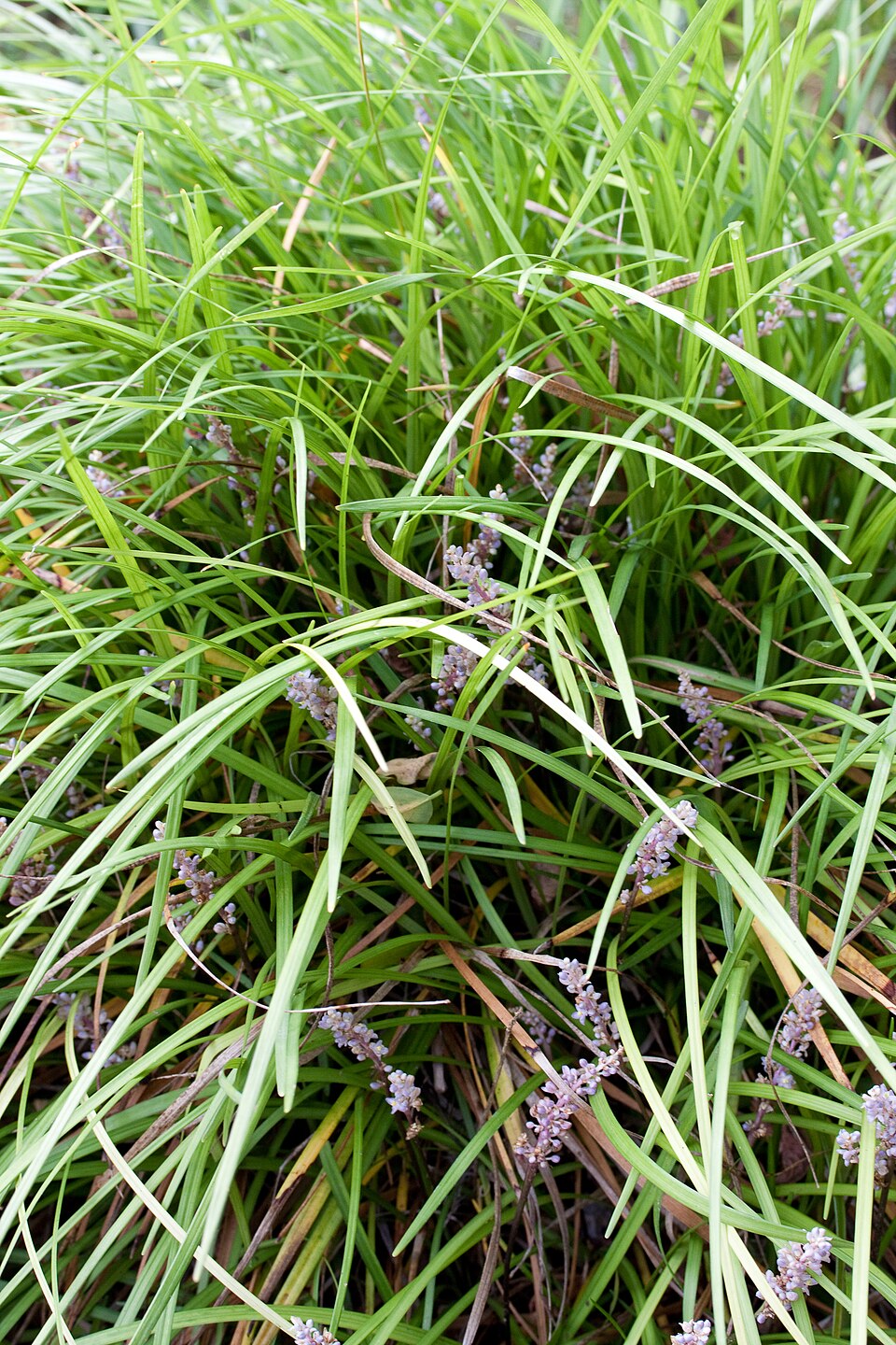Liriope spicata (Creeping Lilyturf) (alternate view 8)