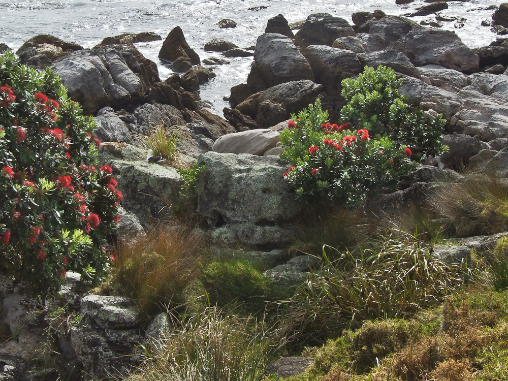 Metrosideros excelsa, Pohutukawa — spreading evergreen (Myrtaceae) (image 3 of 9)