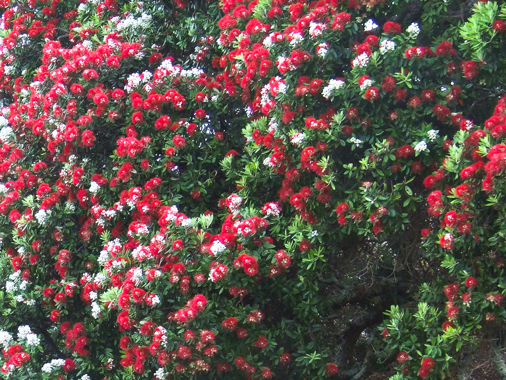 Metrosideros excelsa, Pohutukawa — spreading evergreen (Myrtaceae) (image 4 of 9)