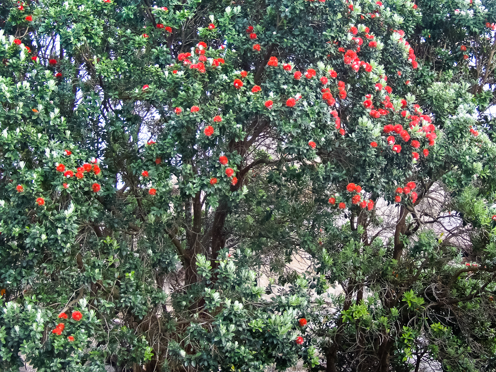 Metrosideros excelsa, Pohutukawa — spreading evergreen (Myrtaceae) (image 5 of 9)