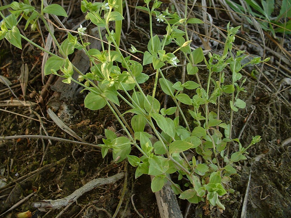 Moehringia trinervia (Three-nerved Sandwort)