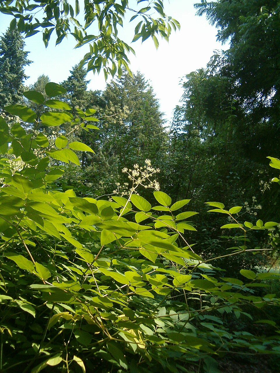 Aralia californica (California Spikenard) (alternate view 2)