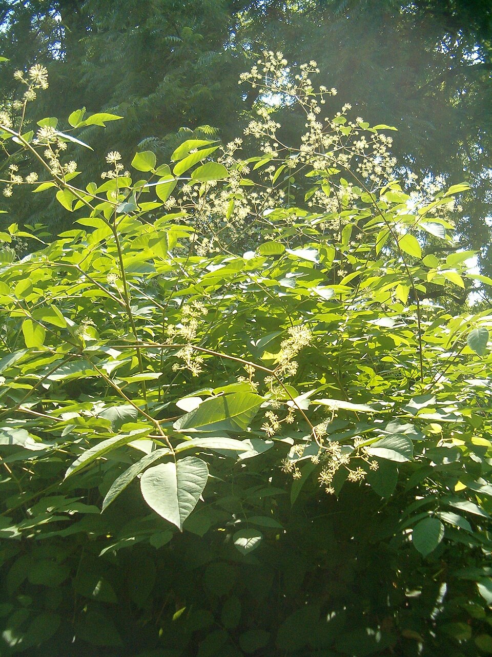 Aralia californica (California Spikenard) (alternate view 3)