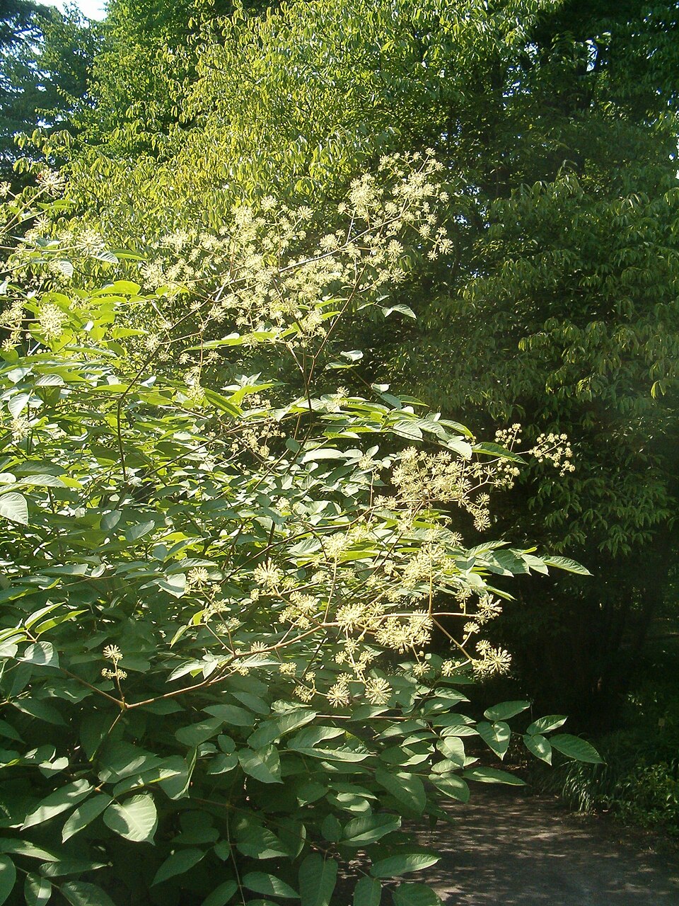 Aralia californica (California Spikenard) (alternate view 4)