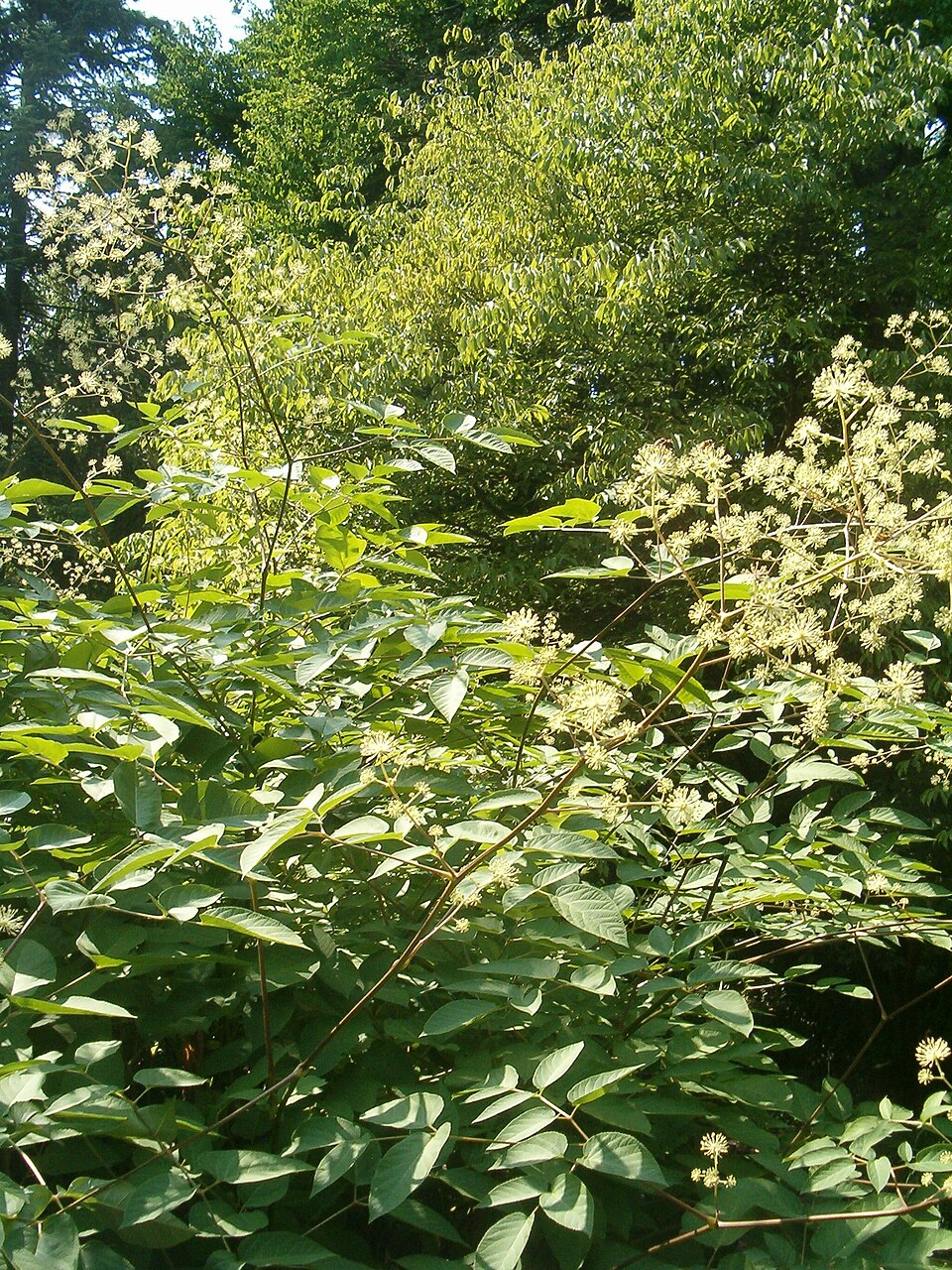Aralia californica (California Spikenard) (alternate view 5)