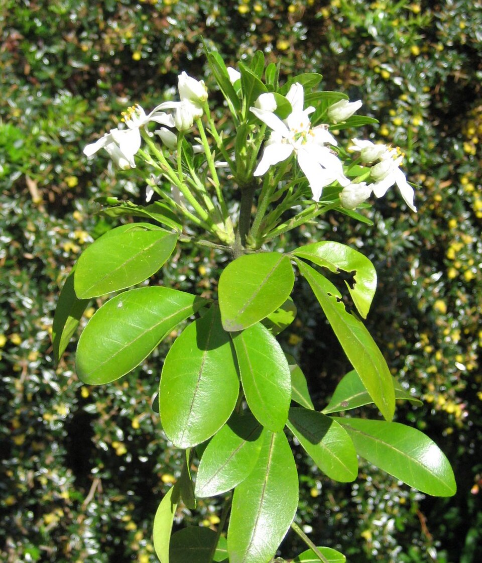 Choisya ternata (Mexican Orange Blossom) (alternate view 7)