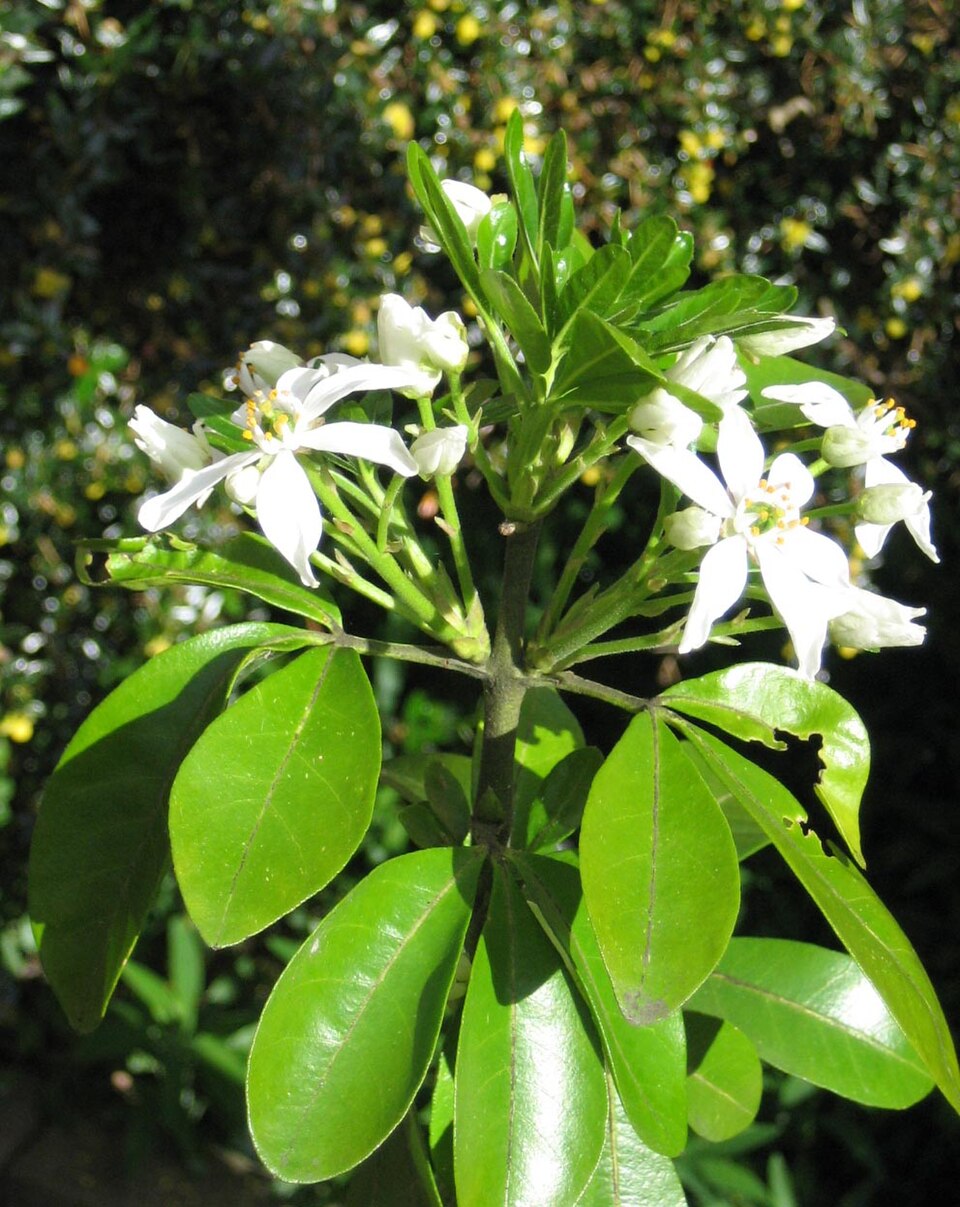Choisya ternata (Mexican Orange Blossom) (alternate view 8)