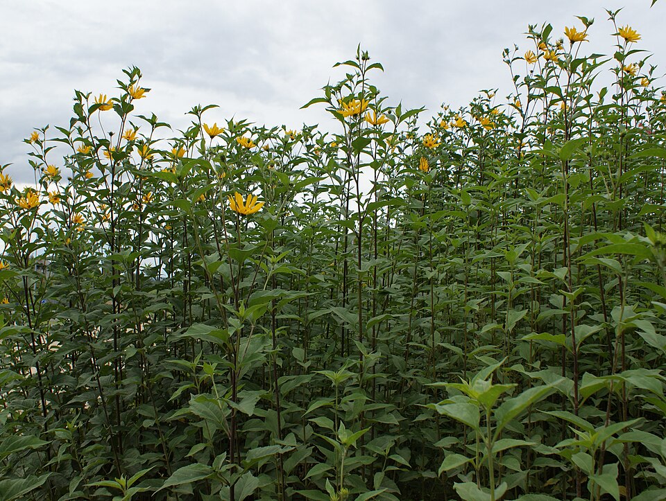 Helianthus tuberosus (Jerusalem artichoke)