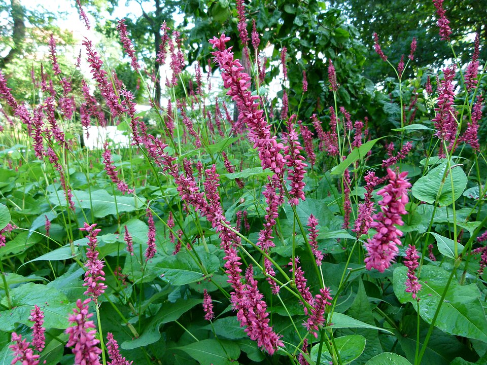 Bistorta amplexicaulis (red bistort)