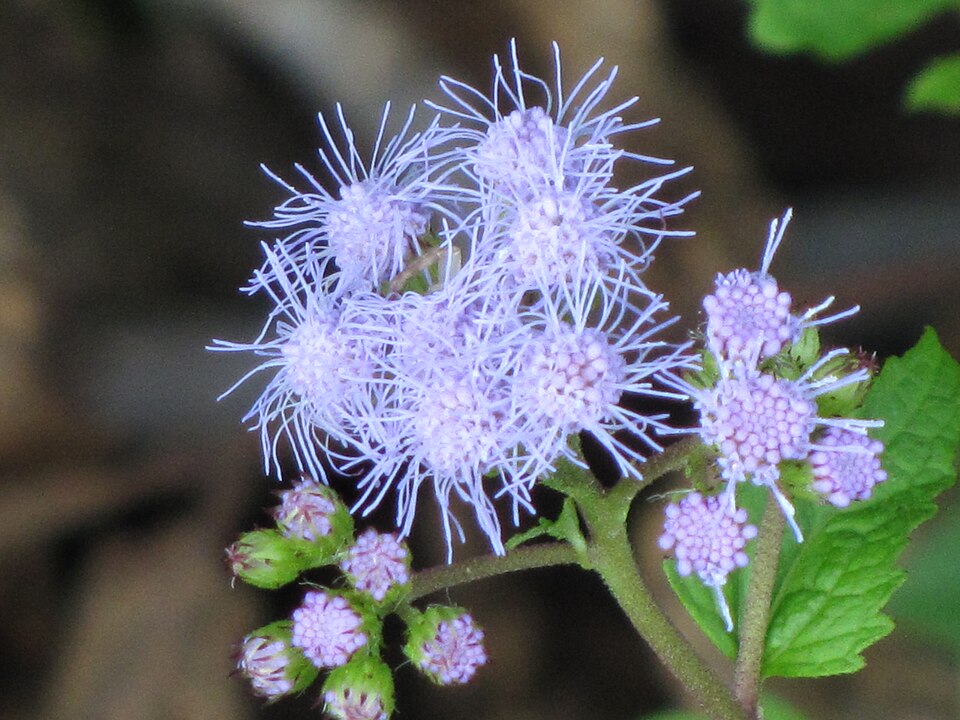 Conoclinium coelestinum (Blue Mistflower) (alternate view 7)