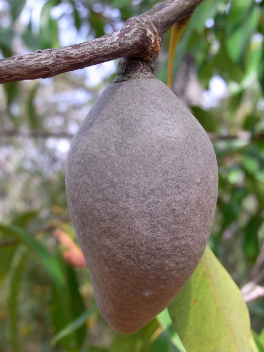 Xylomelum pyriforme (Woody Pear) (alternate view 10)