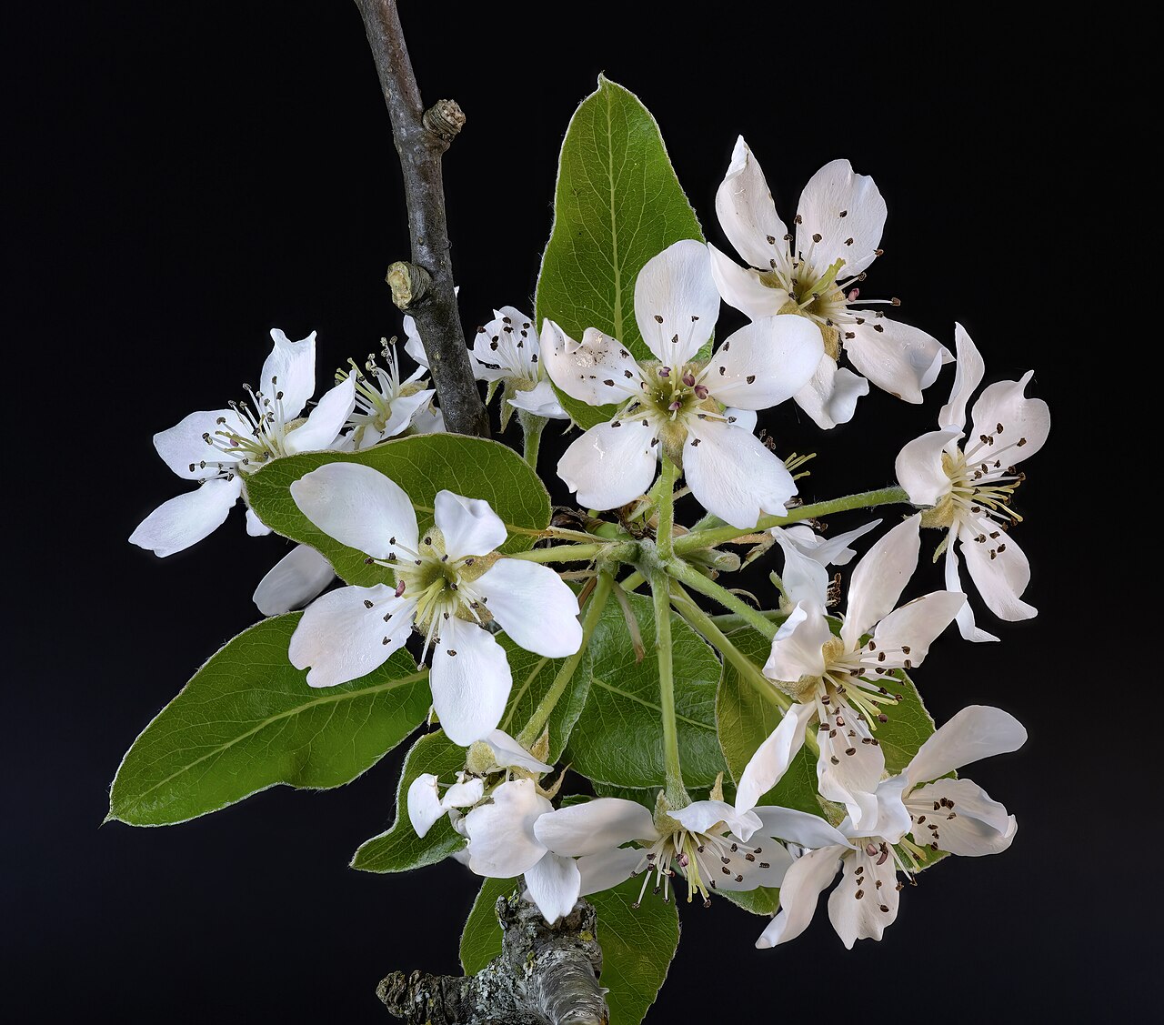 Pyrus (Pear)