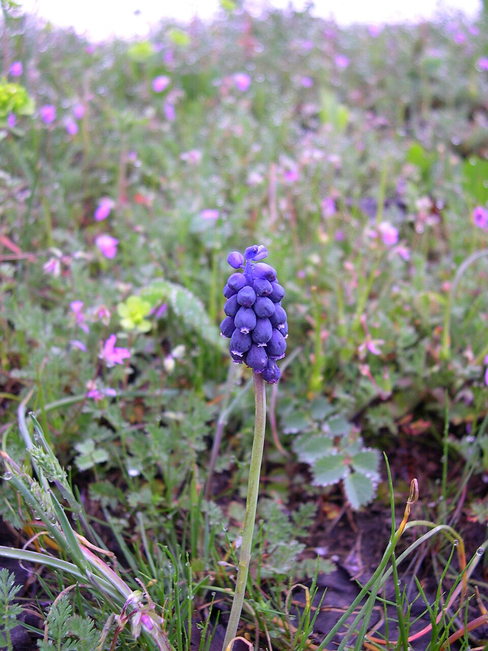 Muscari neglectum (Musk Hyacinth)