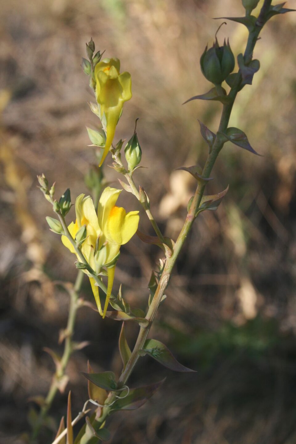 Linaria dalmatica (Balkan toadflax) (alternate view 8)