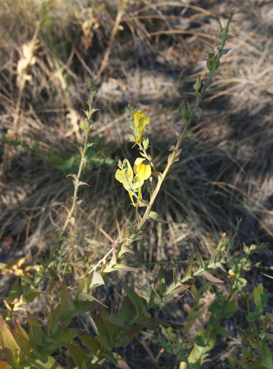 Linaria dalmatica (Balkan toadflax) (alternate view 9)