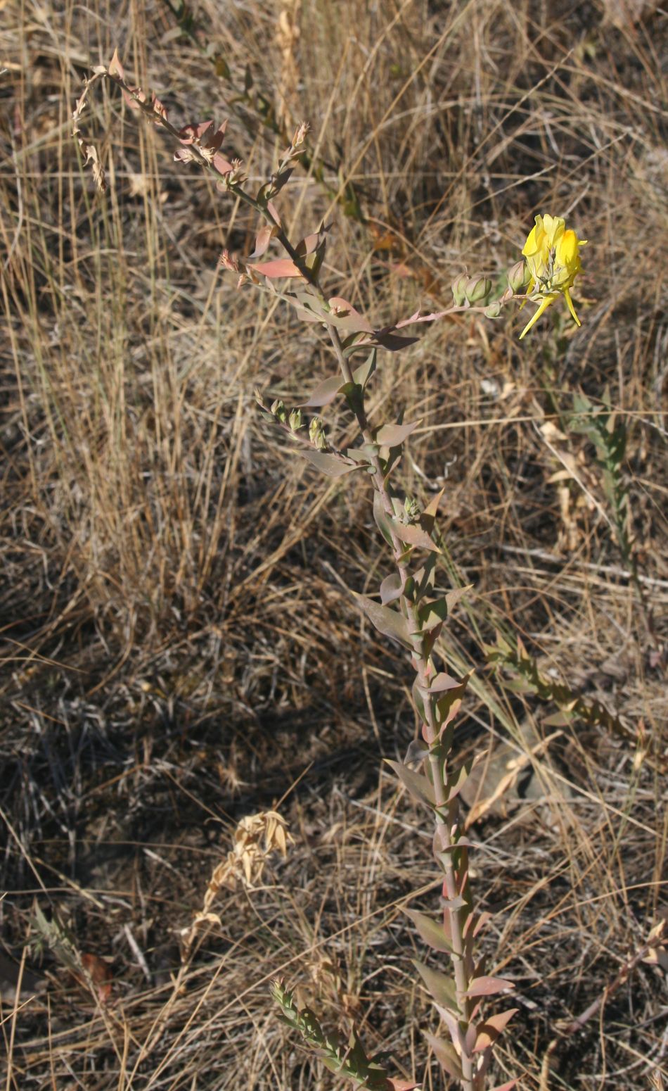 Linaria dalmatica (Balkan toadflax) (alternate view 10)