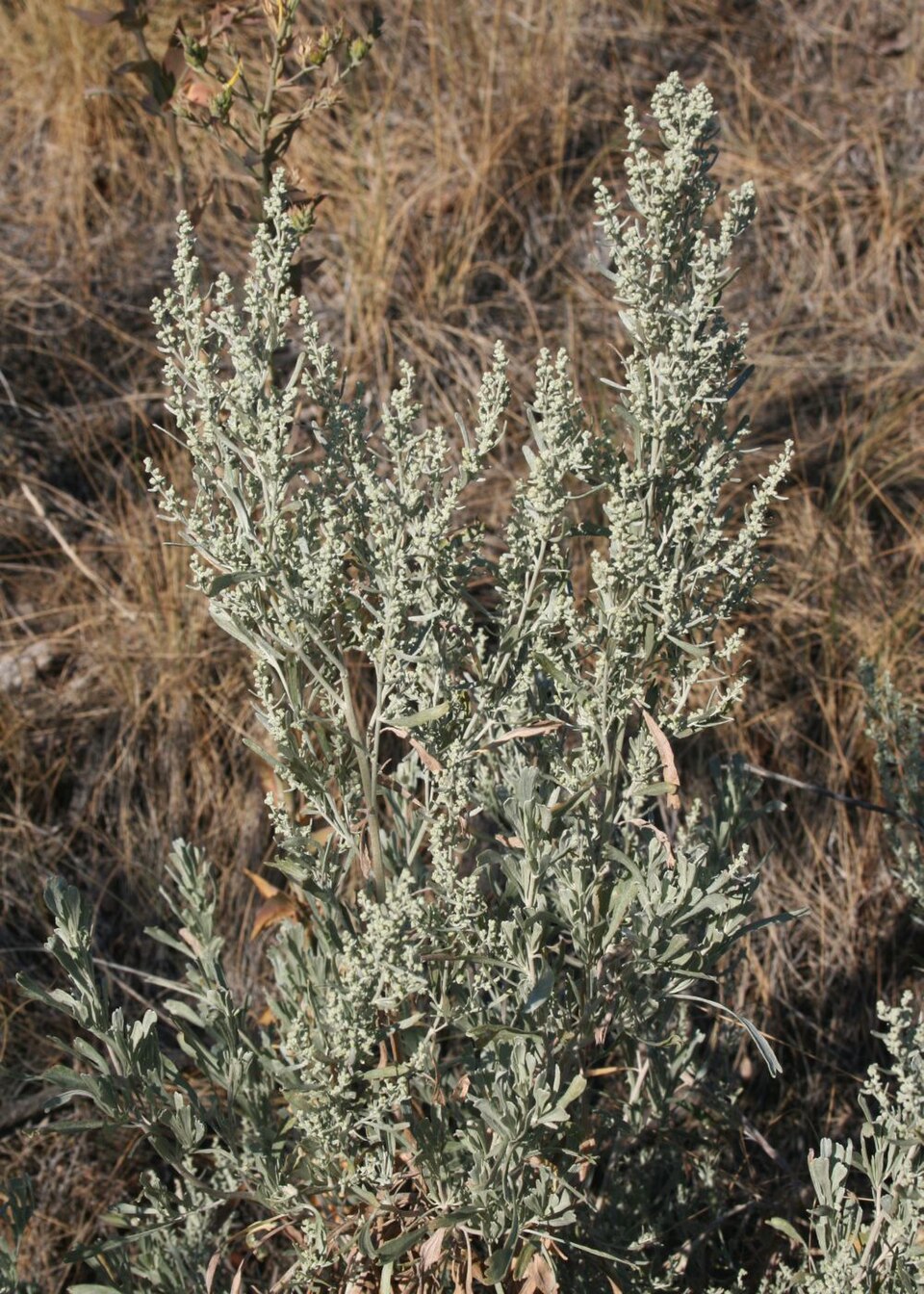 Artemisia tridentata (Big Sagebrush)