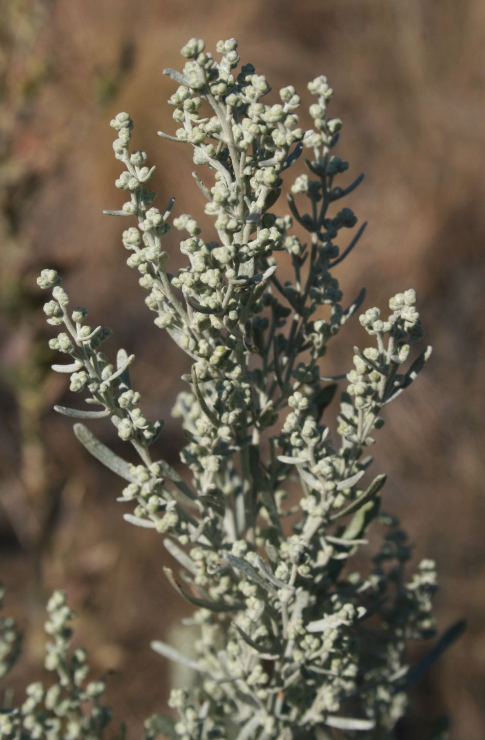 Artemisia tridentata (Big Sagebrush)