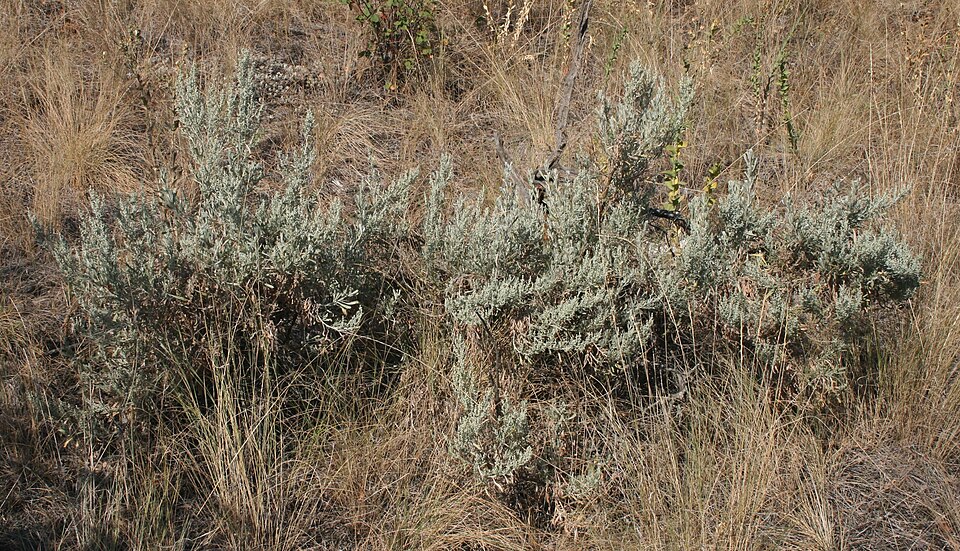 Artemisia tridentata (Big Sagebrush)
