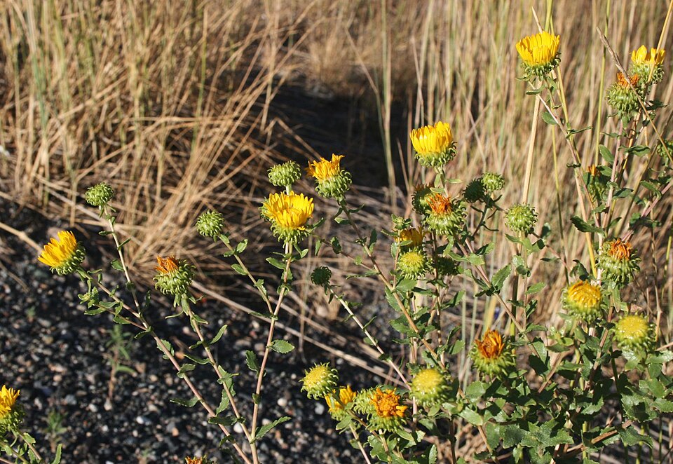 Grindelia squarrosa (Curlycup Gumweed) (alternate view 10)