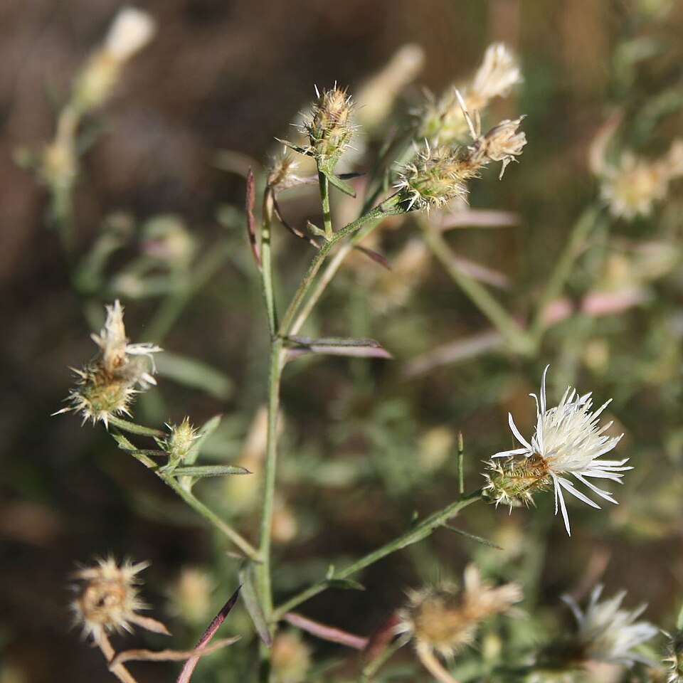 Centaurea diffusa (diffuse knapweed) (alternate view 6)