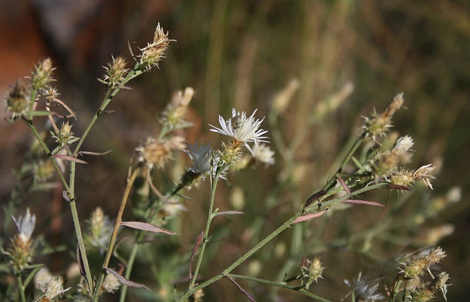 Centaurea diffusa (diffuse knapweed) (alternate view 7)