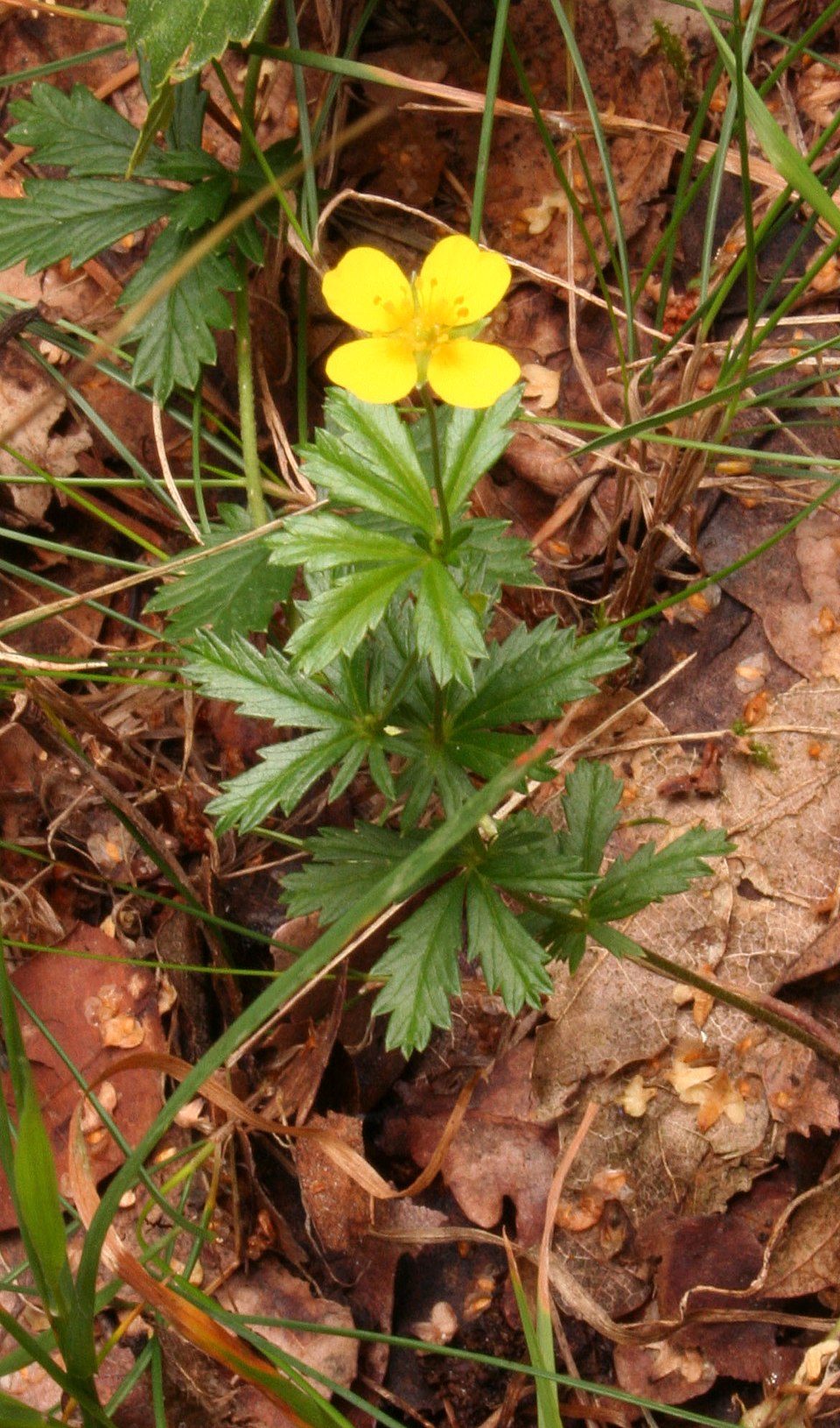 Potentilla erecta (Tormentil)
