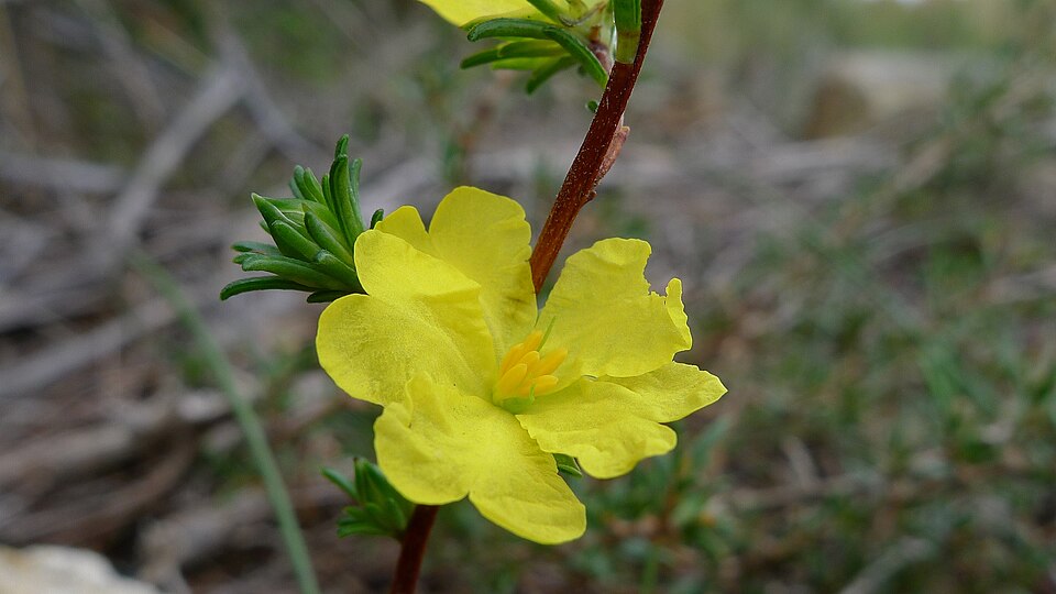Hibbertia fasciculata (bundled hibbertia)