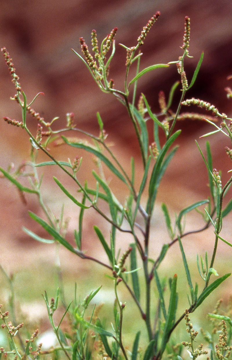 Atriplex littoralis (Grass-leaved Orache)
