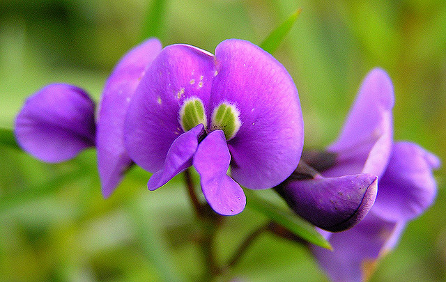 Hardenbergia comptoniana (Native wisteria) (alternate view 5)