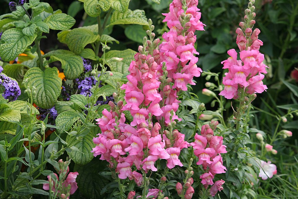 Antirrhinum majus (snapdragon) (alternate view 9)