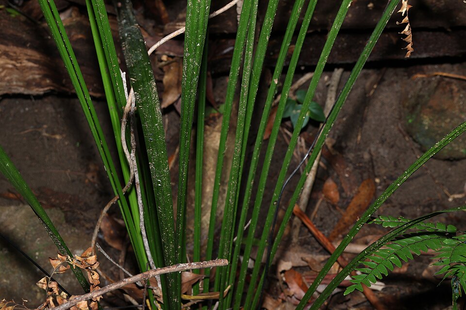 Gymnostachys anceps (settler's flax) (alternate view 10)