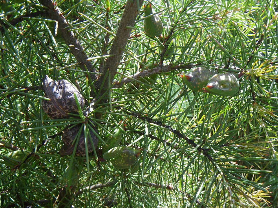 Hakea sericea (Bushy needlebush) (alternate view 7)