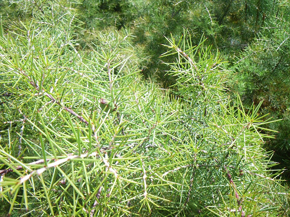Hakea sericea (Bushy needlebush) (alternate view 9)