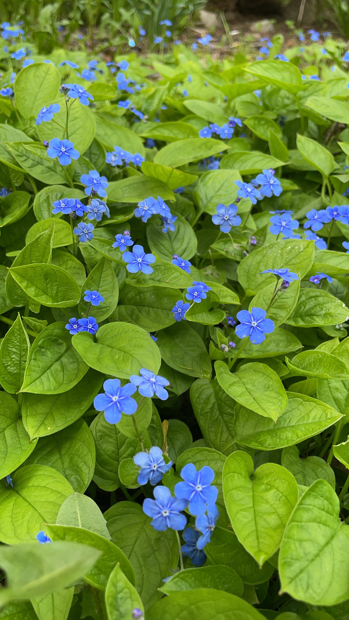Omphalodes verna (Creeping Forget-me-not)
